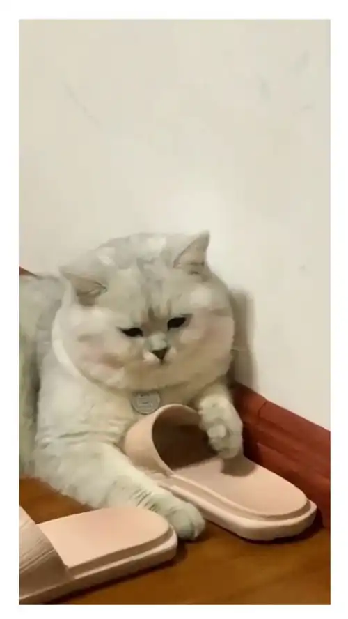  拖鞋对猫咪有什么吸引力看着小表情,像是喝醉了