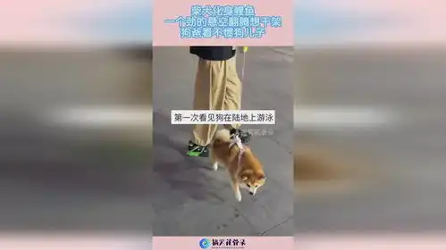 一只柴犬抱着鱼表情包狗