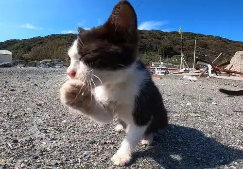  小奶猫孤身流浪,在与大橘猫交友失败后,幸遇小黑猫带它去躲藏