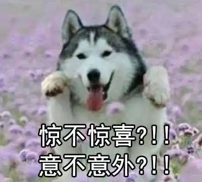 哈士奇吐舌头表情包吐舌