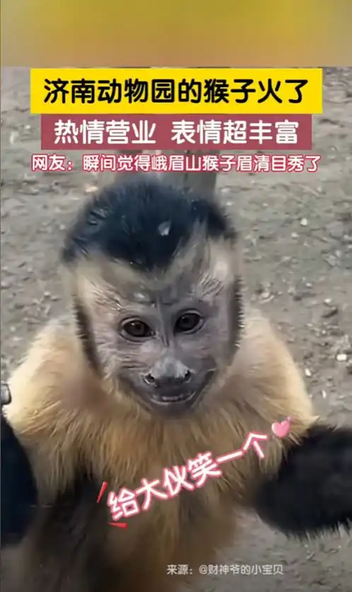  笑不活了济南动物园的猴子表情管理超强,网友它们好像牛爷爷