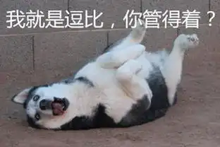  新手适合养哈士奇吗,新手要怎么养好哈士奇