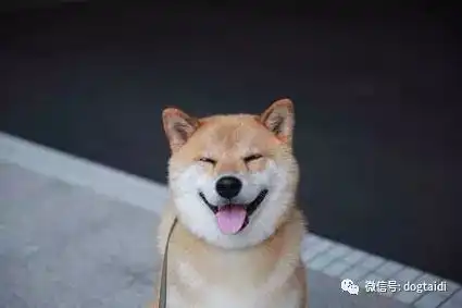  给你100个养狗的理由
