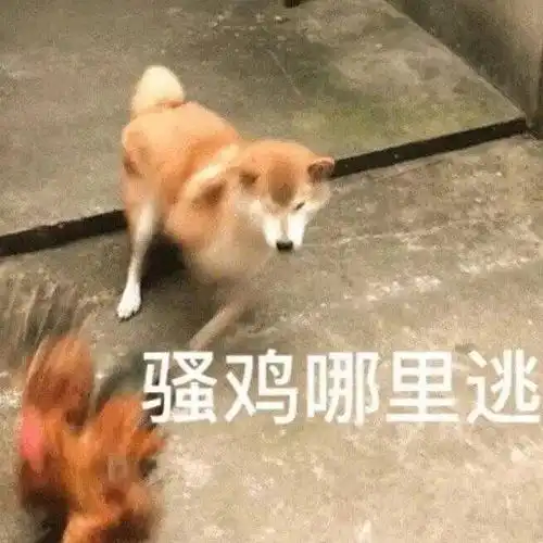  弯兔司令的相册i动物表情包