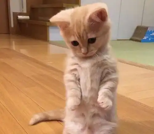 可爱猫咪表情包斗图专用