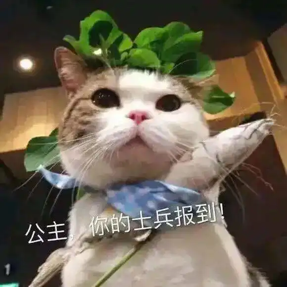  沙雕表情我懂了我是你可有可无的网友