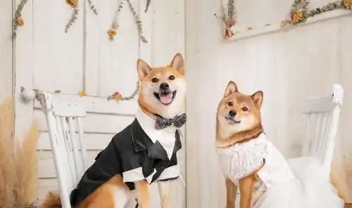  秒杀单身狗柴犬结婚后拍婚纱照,据说还要领证