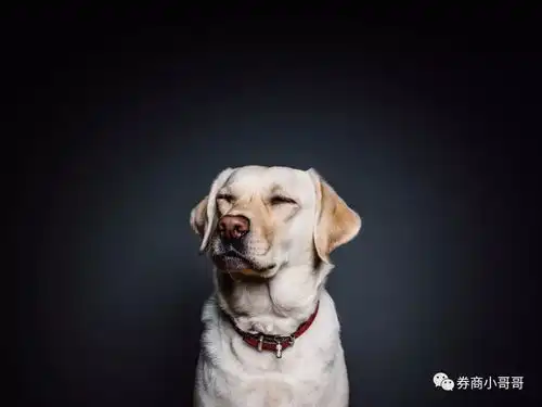 狗和猫的表情包社会