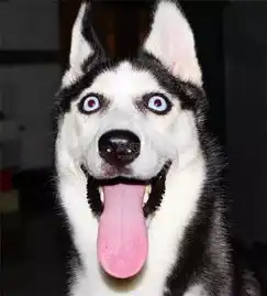 这些汪星人长大后画风突变,真是辣眼睛 这些汪星人长大后画风突变,真是辣眼睛