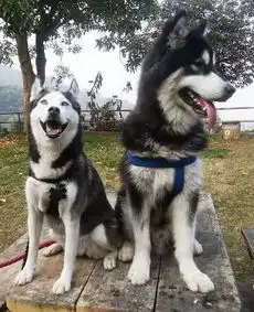  阿拉斯加哭了别特么再拿我当表情包了,劳资不叫二哈