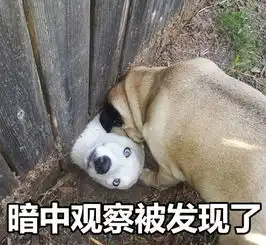  哈士奇暗中观察表情包