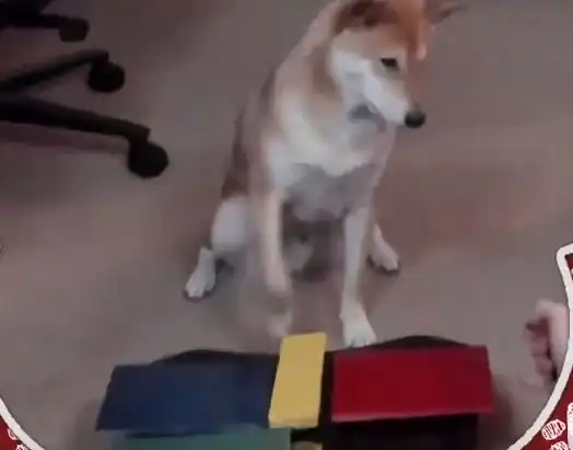  起猛了一只会打游戏的柴犬,要参加游戏速通大赛募捐