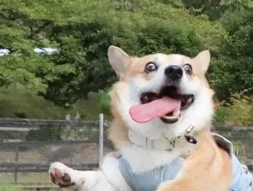 饭来表情包小柯