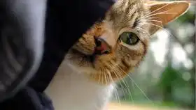  收藏吧,难得一见的近景拍摄猫猫微表情哦