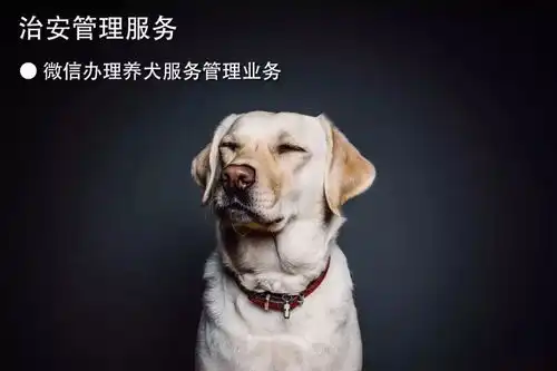 狗和猫的表情包主人