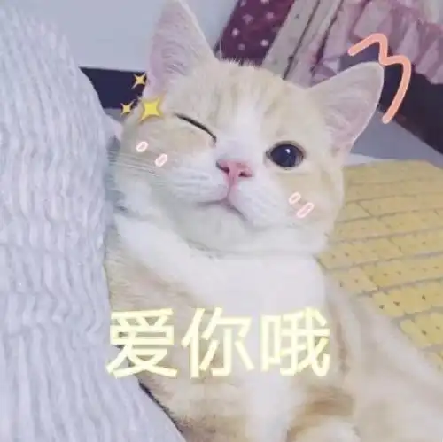 猫猫睿智表情包