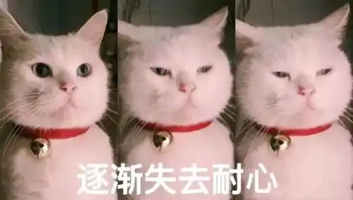 啊啊啊动物表情包猫咪