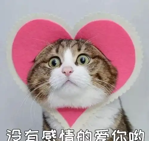  怎么才能给主子拍一张美美的照片