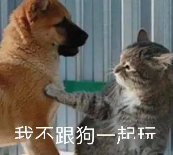  第73期喵表情猫我不跟狗玩谢谢