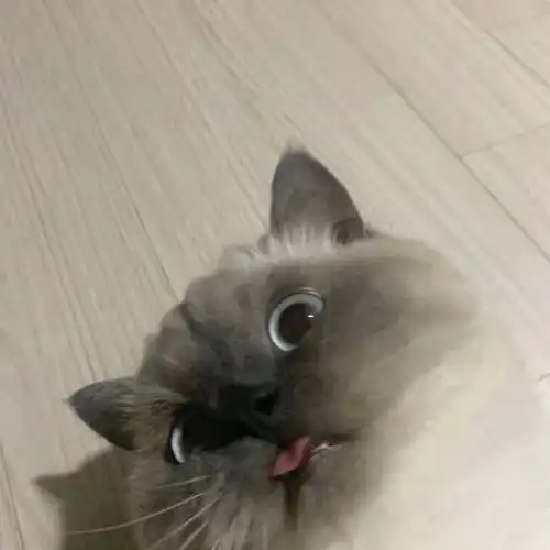 你有类似的头像吗