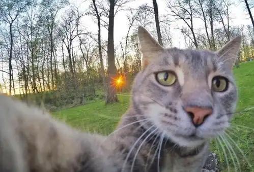 猫猫表情包高清抖音