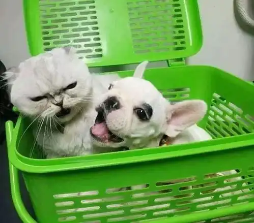  小法斗向猫咪献媚,猫咪一脸嫌弃大声呵斥莫挨老子