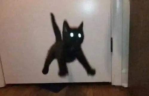 小黑猫的表情包黑猫