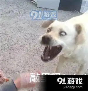  敲里吗敲里lailai表情包高清完整版安卓下载敲里吗敲里lailai表情包高清完整版下载91手游网