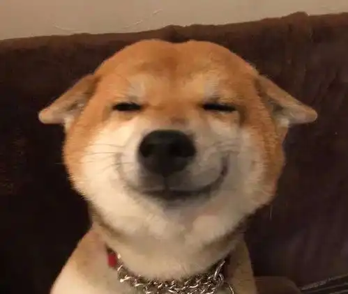  我家的猫怀孕了,我要怎么做好接生的准备