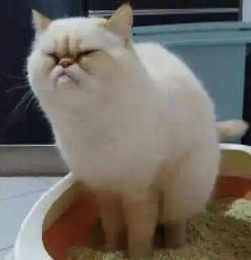 失眠的图片表情包洗手间