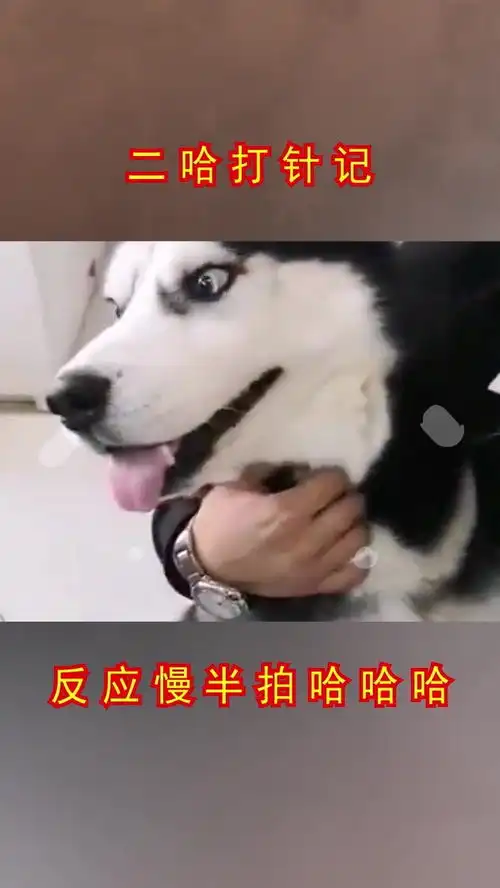  哈士奇打针时的样子,每一帧都是表情包