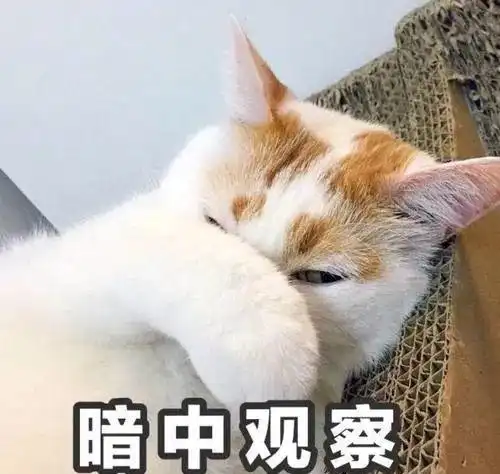  猫咪真的是我见过最有眼力见的动物了