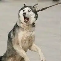  哈士奇头像表情微信头像图片大全
