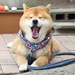  最近日本比较火的一只柴犬,它被认为是行走的表情包