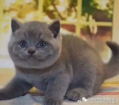  上海宠物领养蓝猫折耳加菲美短银渐层加菲布偶异国短毛猫等义卖三四百筹集救助费用养活我们收养的几百条流浪狗猫