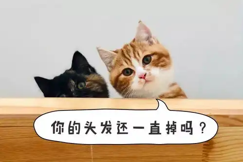  年前的最后一波高清猫咪表情包了,快收藏