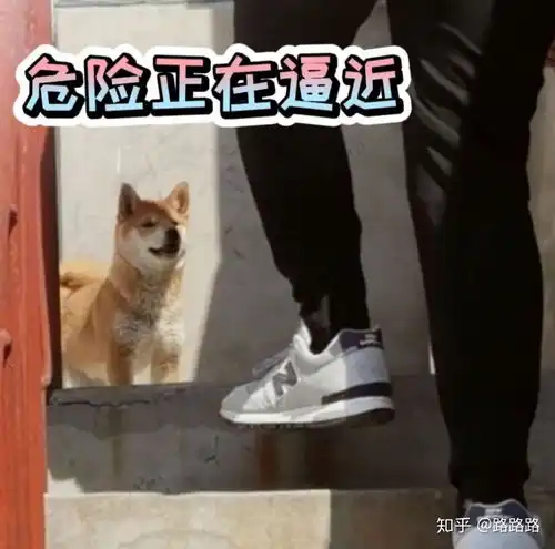  想要一个柴犬表情包
