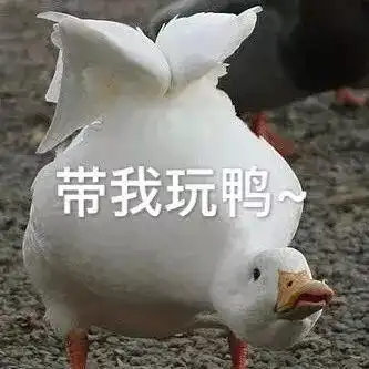 鸭子翘嘴表情包