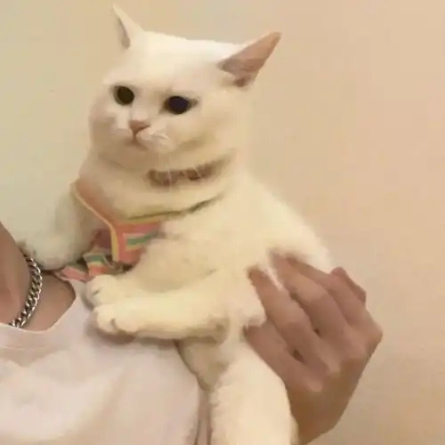  天天都在用的表情包猫咪,主人居然是个肌肉猛男