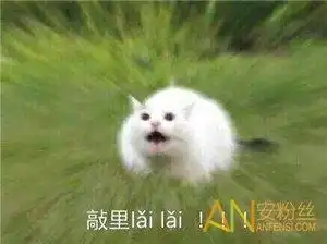  敲里吗敲里lailai表情包高清完整版安卓下载敲里吗敲里lailai表情包高清完整版下载91手游网