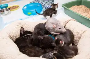  尴尬萌猫遭耗子调戏