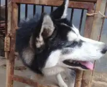  二哈的头卡在围栏里,看到它求救的这个表情,主人萌生了保护欲