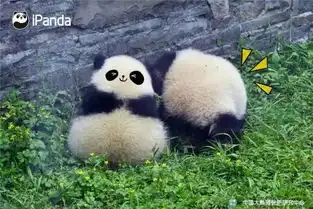  这是一种宇宙无敌可爱迷人的神奇生物