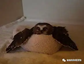  看起来像是喝醉的宠物们,这陶醉的表情也是没谁了