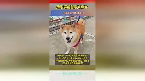 一只柴犬抱着鱼表情包废