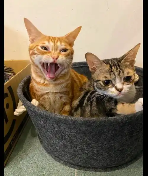  主人给猫咪拿来罐罐又拿走,它的表情三连换,猫你是真的狗