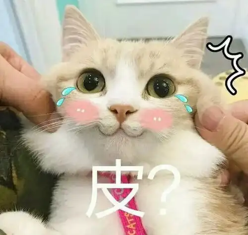 可爱猫咪表情包斗图专用