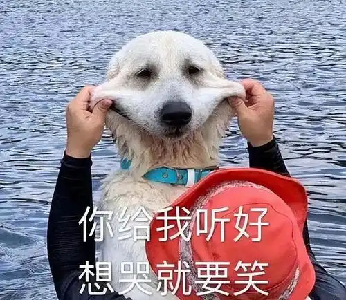  性格好,不咬人非常适合陪伴的狗狗,你想养吗