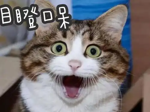 可爱猫咪表情包斗图专用