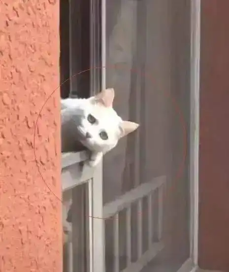  猫咪在阳台上望着,跟等小情人回家一样,表情萌翻